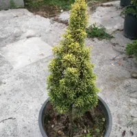 فروش گل پیوند|گل و گیاه طبیعی|کتالم و سادات شهر, |دیوار