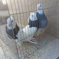 طوقی کلای پالخت|پرنده|رابر, |دیوار