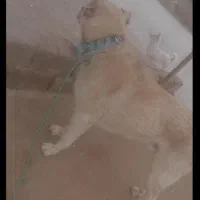 سگ پژدر|سگ|بوکان, |دیوار