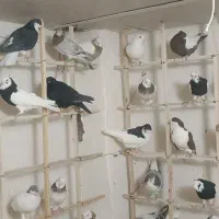 تعدادی کبوتر