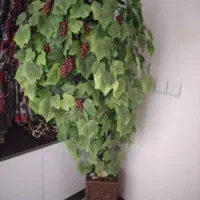 درختچه انگور