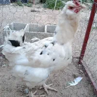 مرغ