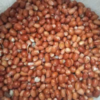 سنجد|خوردنی و آشامیدنی|سنندج, |دیوار