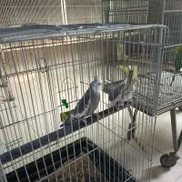 عروس هلندی|پرنده|بومهن, |دیوار