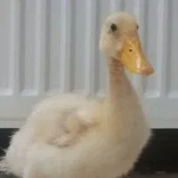 جوجه اردک دستی|حیوانات مزرعه|قدس, شهرقدس|دیوار