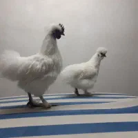 مرغ وخروس ابریشمی یک روز در میان تخم میزاره