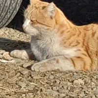 گربه فهمیده و پسند گربه طلایی|گربه|انزل, |دیوار