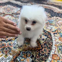 پامرین شیتزو|سگ|شهریار, شهریار|دیوار