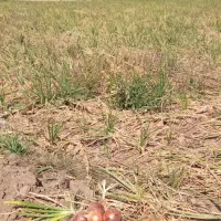 پیاز زرد|خوردنی و آشامیدنی|جوین, |دیوار