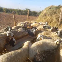 تعدادی میش