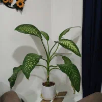 دیفن
