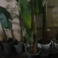 درخت موز|گل و گیاه طبیعی|گرگان, |دیوار