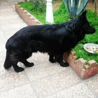 ژرمن شپرد موبلند شولاین|سگ|ساری, |دیوار