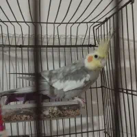 عروس هلندی نر