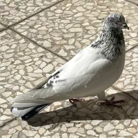 کبوتر نر جوان