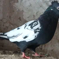 نر و ماده و جوجه سینه ای یتیم|پرنده|قم, خندق|دیوار