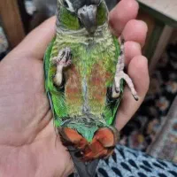 جوجه گرینجیک معاوضه|پرنده|باقرشهر, |دیوار