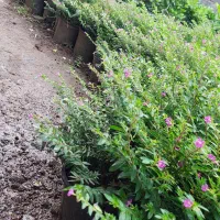 مرجان گل اناری سطل ۴|گل و گیاه طبیعی|چابکسر, |دیوار