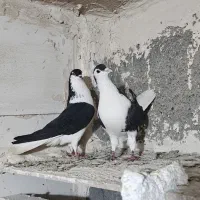 کبوتر جفتگاه و پرشی مقبول