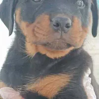 توله سگ روتوایلر سایز بزرگ|سگ|تهران, ایوانک|دیوار