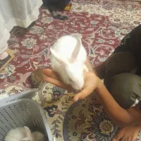 خرگوش