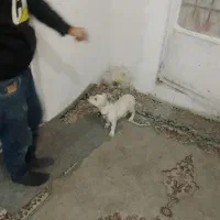 سگ سفید ماده نزاده اشپیزهروباهی|سگ|مشهد, طبرسی شمالی|دیوار