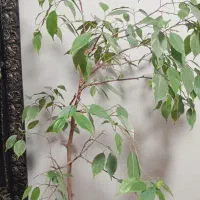 گیاه
