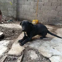 سگ نژاد لابرادور رتریور . واگذاری|سگ|تولم شهر, |دیوار