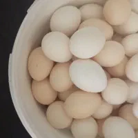 تخم مرغ مخلی