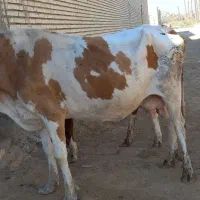 گاوخارجی با بچه اش گاو شنگوله المانی|حیوانات مزرعه|شادگان, |دیوار