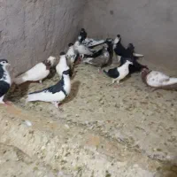 شیرازی دمسفید|پرنده|اهواز, پردیس|دیوار