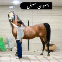 مادیون تک بندی