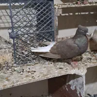 کبوتر|پرنده|رامشیر, |دیوار