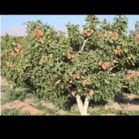 فروش باغ پسته ویک ساعت اب