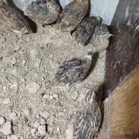 بلدرچین گوشتی و تخم بلدرچین|حیوانات مزرعه|کنارک, |دیوار