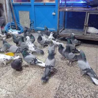 کبوتر پر همه رنگ درجه یک|پرنده|شهرکرد, |دیوار