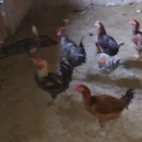 خروس|پرنده|گوآور, |دیوار