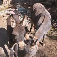 الاغ ماده 4ساله به همراه کره ماده 5ماهه|حیوانات مزرعه|آسارا, |دیوار