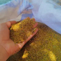 بذر یونجه بغدادی اصل