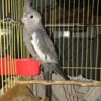 عروس وایت فیس