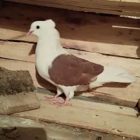 ماده دوکت|حیوانات|اصفهان, منتظرالمهدی|دیوار