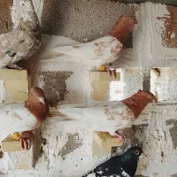 دسته رنگی ۳۰ تایی