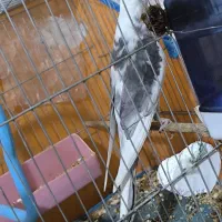 دوکت البینو شاه هیکیل|پرنده|باوی, |دیوار