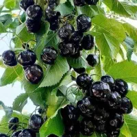 گیلاس مشکی و تک دانه فی عالی