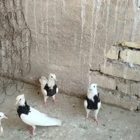 ی جفت طوقی مفلق و ی جفت جوجه و ی شازده پرشی