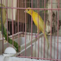 قناری نر|پرنده|تهران, آذری|دیوار