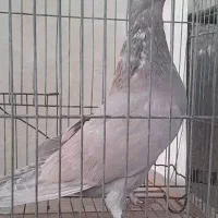 سیمونی|پرنده|اصفهان, شاه پسند|دیوار