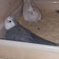 جفت عروس|پرنده|بافق, |دیوار