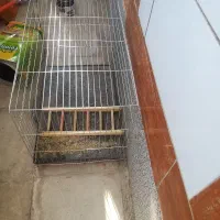 چند قفس پرنده|لوازم جانبی حیوانات|فسا, |دیوار