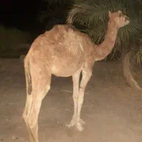 شتر نر